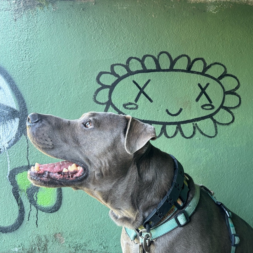 Meet your Posher, Blue